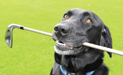 How to Play Golf with Your Dog - The Ultimate Guide to Canine Caddies